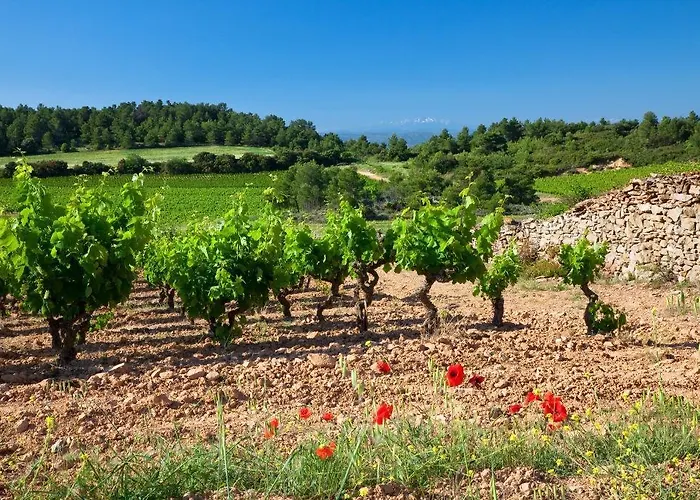 Contact Le Minervois - & Restaurant Au Nord De Carcassonne